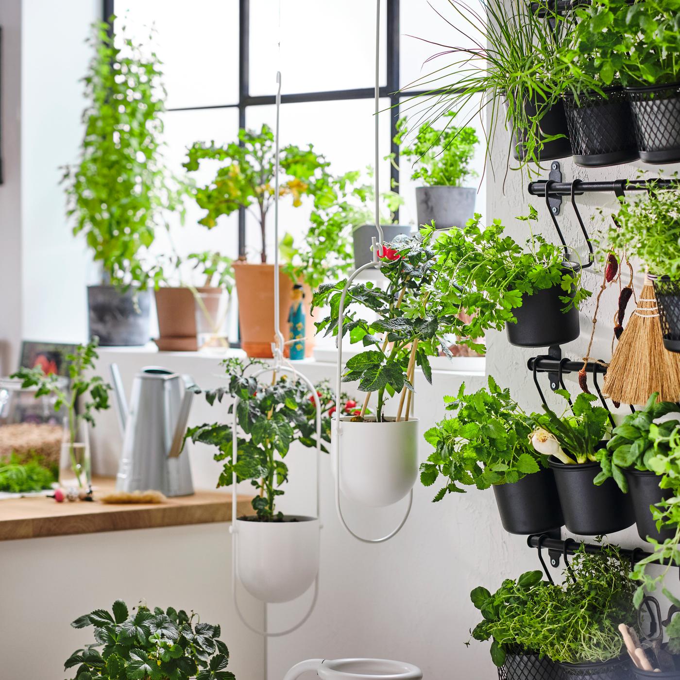 Potted plants in a window by a kitchen worktop, plus more plants in white hanging planters and black containers on rails.