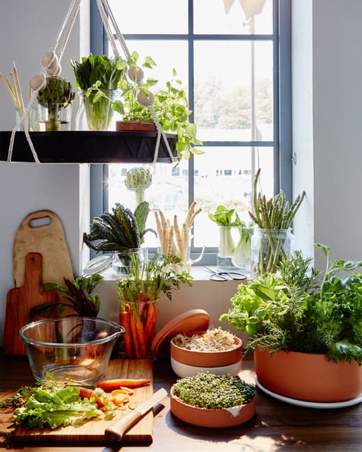 Quantité de légumes et d’herbes placés à la verticale dans des vases et des pots, près de la fenêtre et des carottes sur une planche à découper au premier plan.