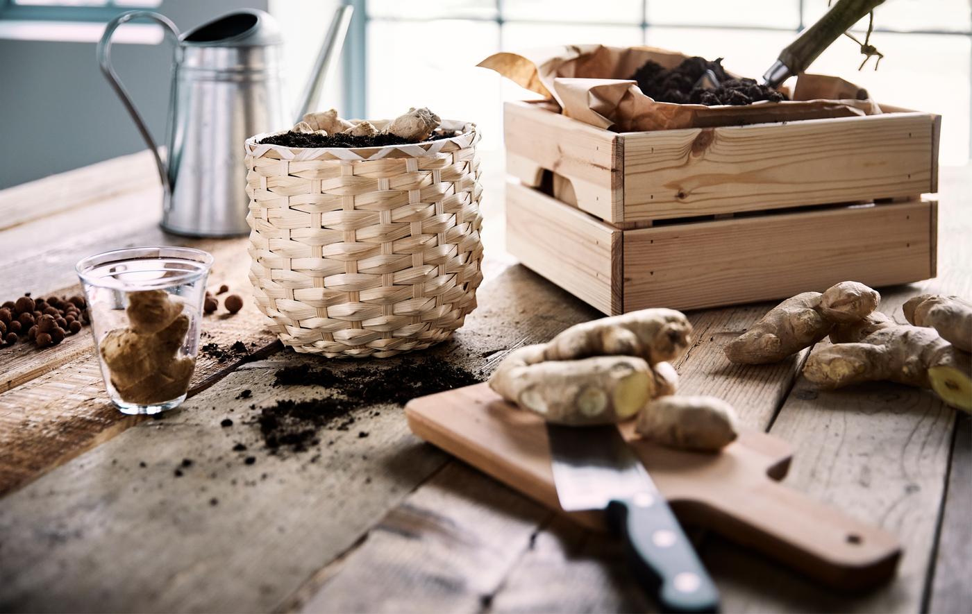 Racines de gingembre sur le point d’être plantées dans un cache-pot en rotin à côté d’une boîte en bois dont l’intérieur est couvert de papier brun lequel est rempli de terreau, le tout sur une table en bois.