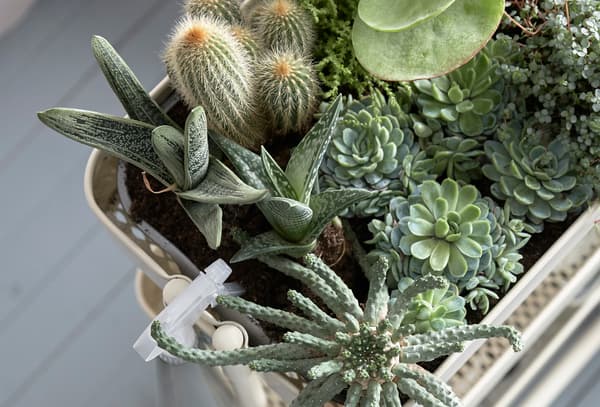 RÅSKOG trolley being used as an indoor garden filled with succulents and cactus.