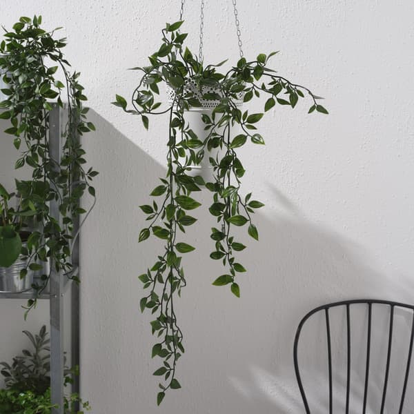 吊り下げ式観葉植物