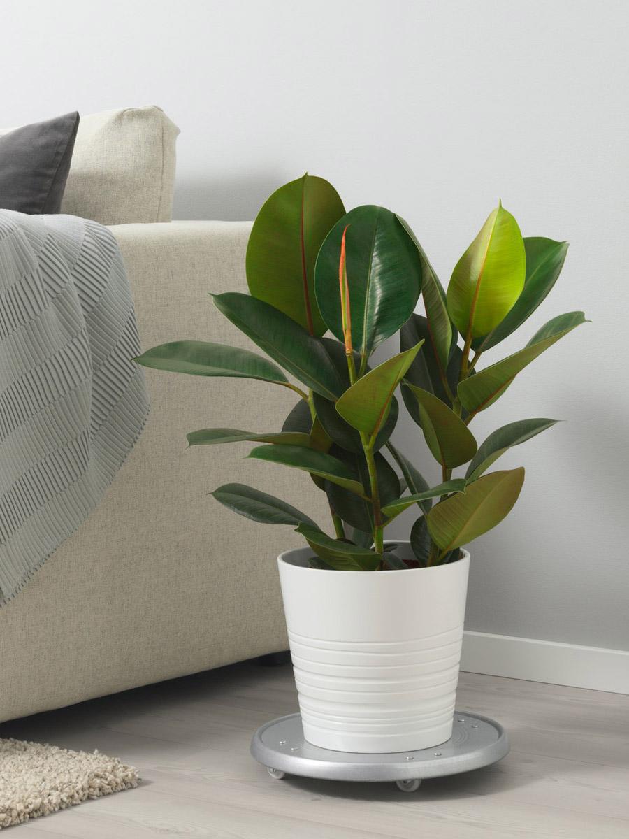 Rubber plant