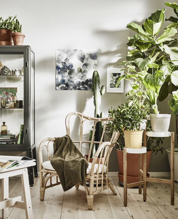 Salon blanc avec beaucoup de plantes en pots et une chaise en osier.