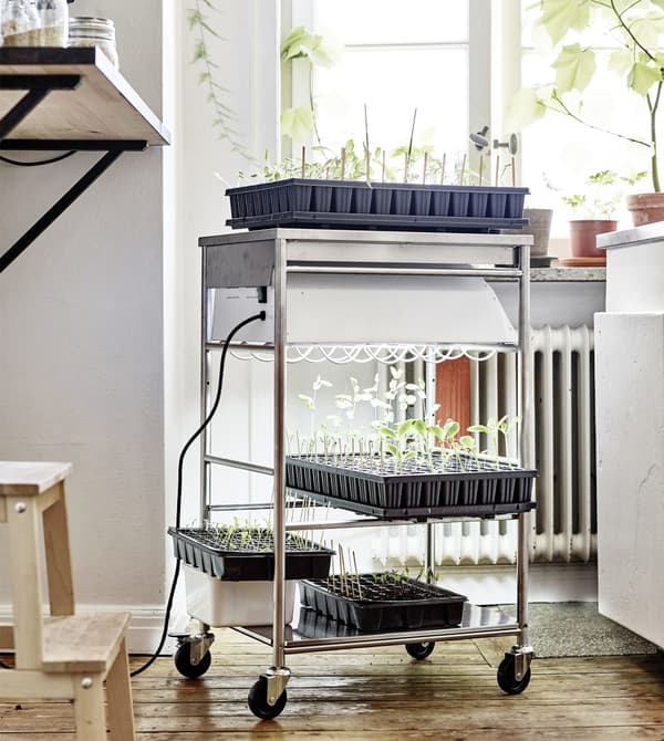 Seedlings growing in trays on a steel trolley.