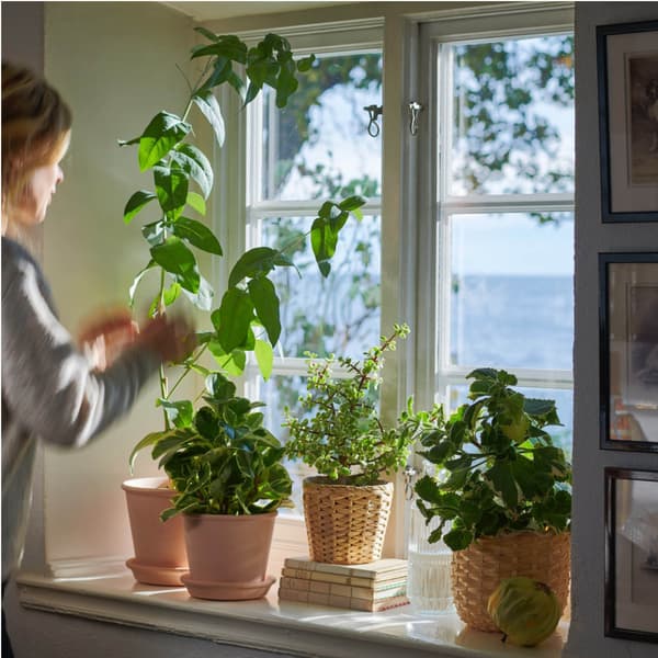 Several green houseplants are displayed on a sunny windowsill. Natural daylight creates a fresh and vibrant atmosphere indoors.