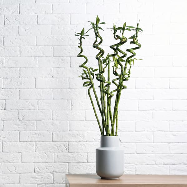 Several lukcy bamboo shoots in a vase on a light oak table