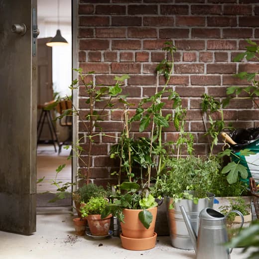 Several plants on the floor against a brick wall just outside of a home. The SOCKER plant pot hold a plant beside a watering can.