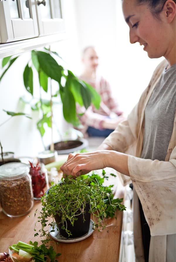 Shalony s'occupe de ses herbes aromatiques
