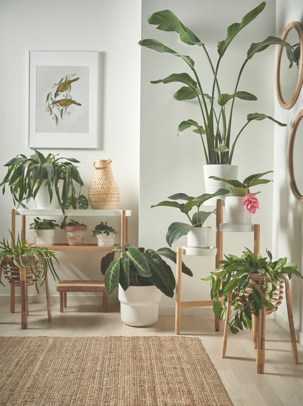 Small and large plants standing on the floor and in SATSUMAS white and wooden plant stands at different heights.