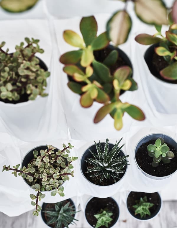 Small plants stacked inside a white hanging shoe organiser.