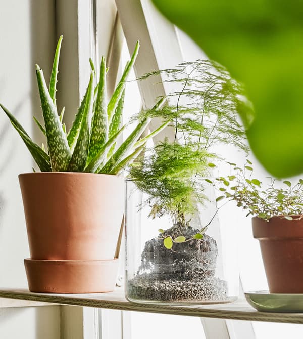 Small potted plants sit on a shelf in a window.