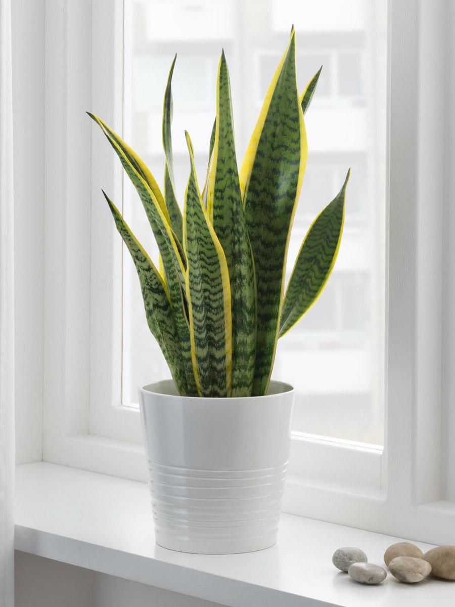 Snake plant