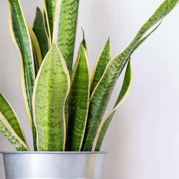 Snake plant sat in a tin pot