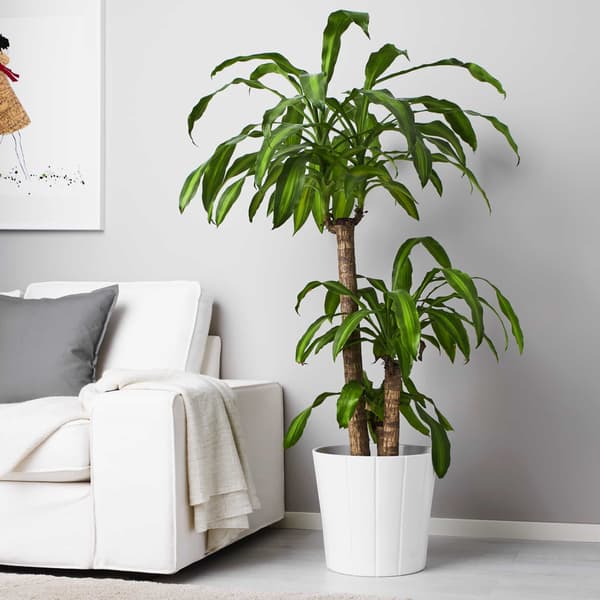 ソファ横の観葉植物