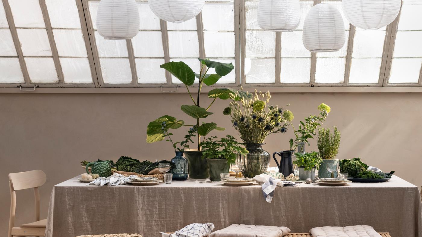 Comment décorer votre maison avec des plantes ?