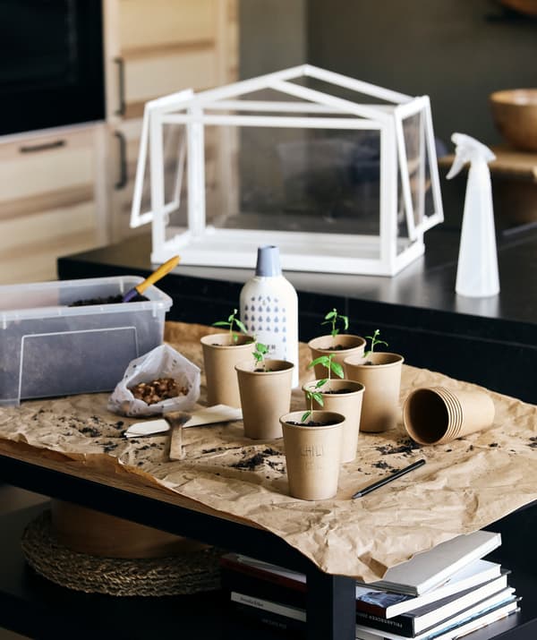Station de jardinage dans une cuisine : de jeunes pousses dans des tasses en carton avec un pulvérisateur TOMAT et une miniserre SOCKER à l’arrière.