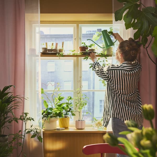 Sunlit window with houseplants in pink and yellow DOFTRIPS pots and a person watering them.