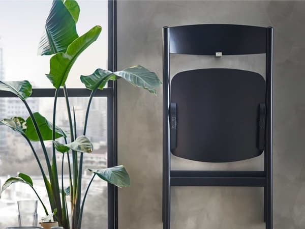 ストレリチア類の観葉植物