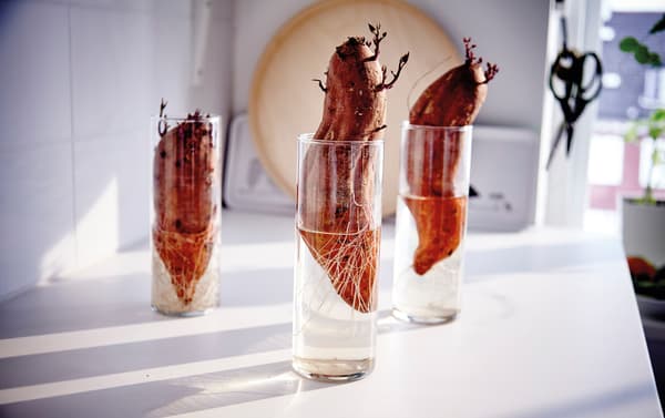 Sweet potatoes in a glass and left  for 3 weeks here.