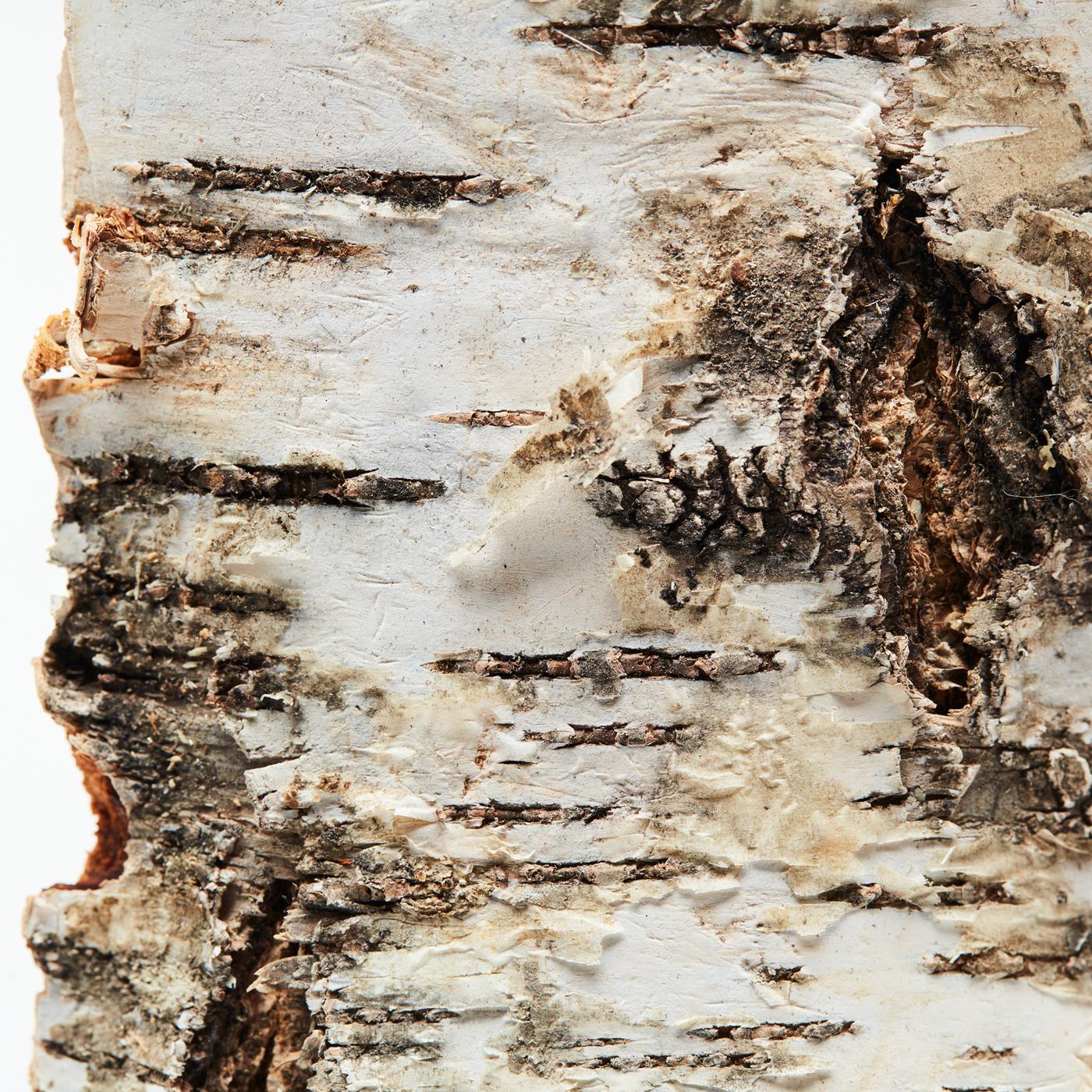 صورة مقربة للحاء جذع شجرة البتولا> جزء من مجموعة صور لشمعة ADLAD المعطرة والخشب الإسكندنافي.