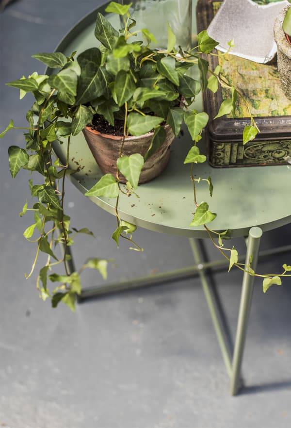 Table-plateau, plante et objets déco
