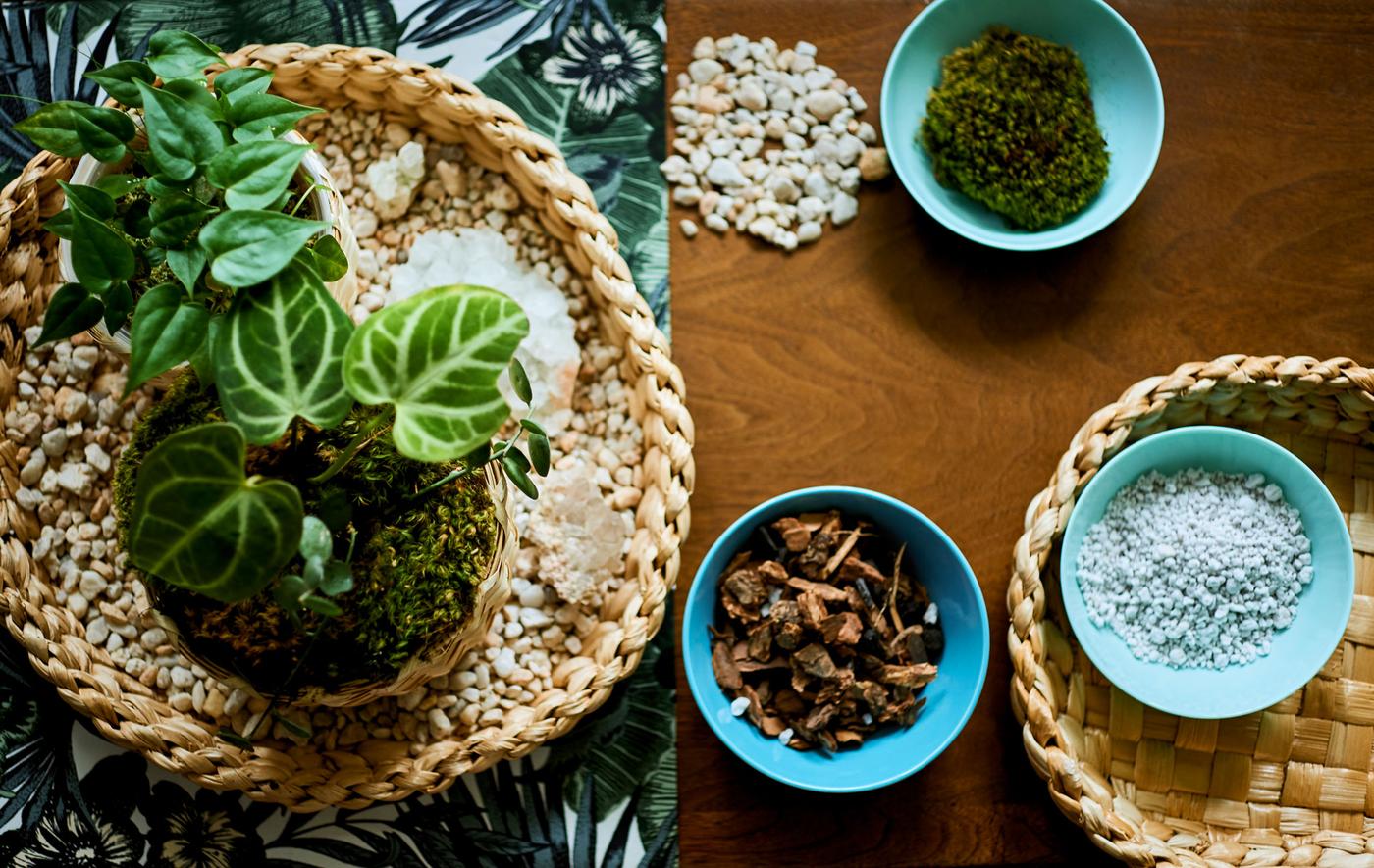 Table sur laquelle sont disposés une bande de tissu à motif botanique, des plantes miniatures sur un plateau et des bols contenant du matériel d'empotage.