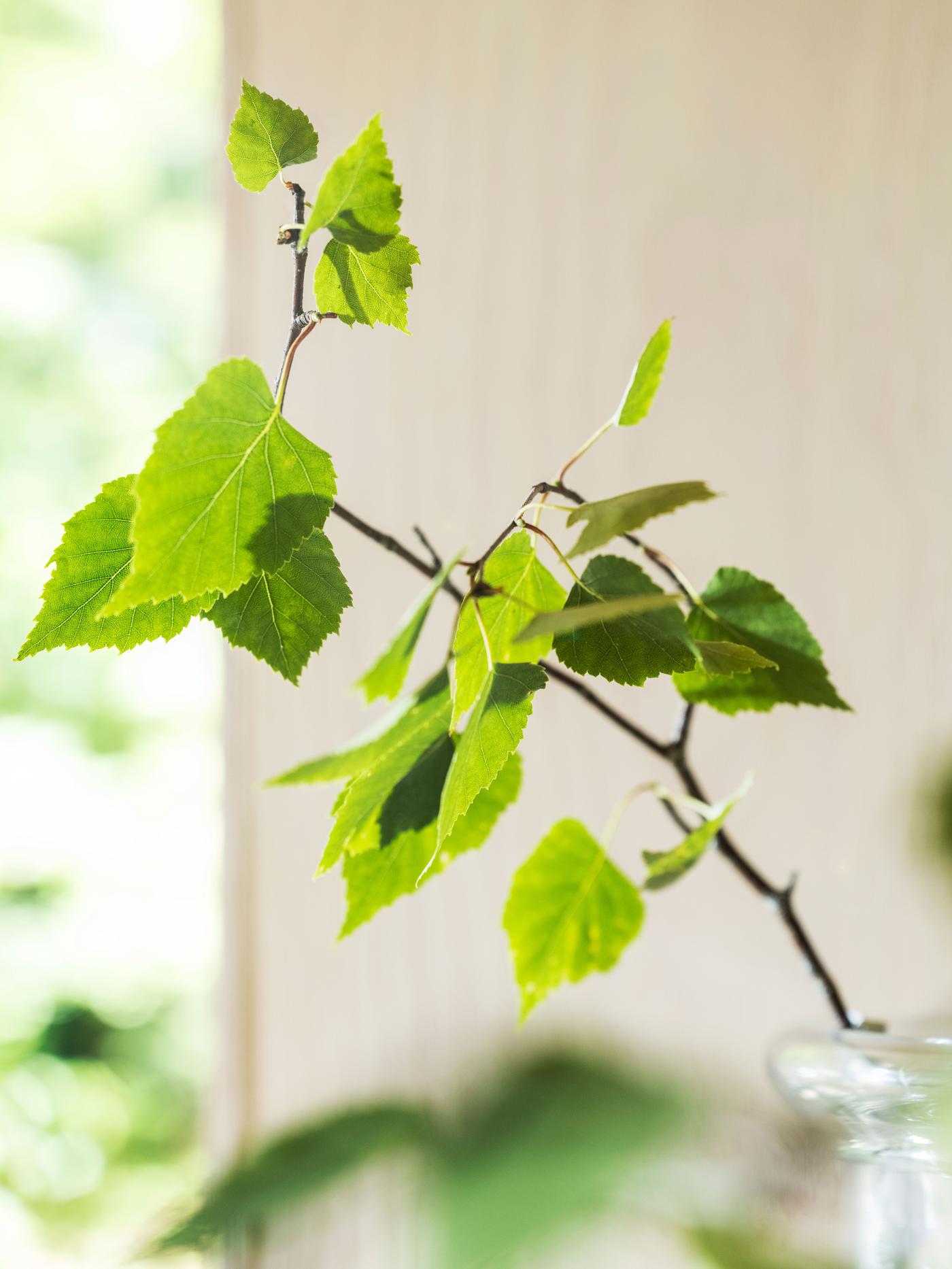 Tak met frisse groene bladeren in een glazen vaas, geplaatst voor een lichte achtergrond met een zachte, natuurlijke uitstraling.