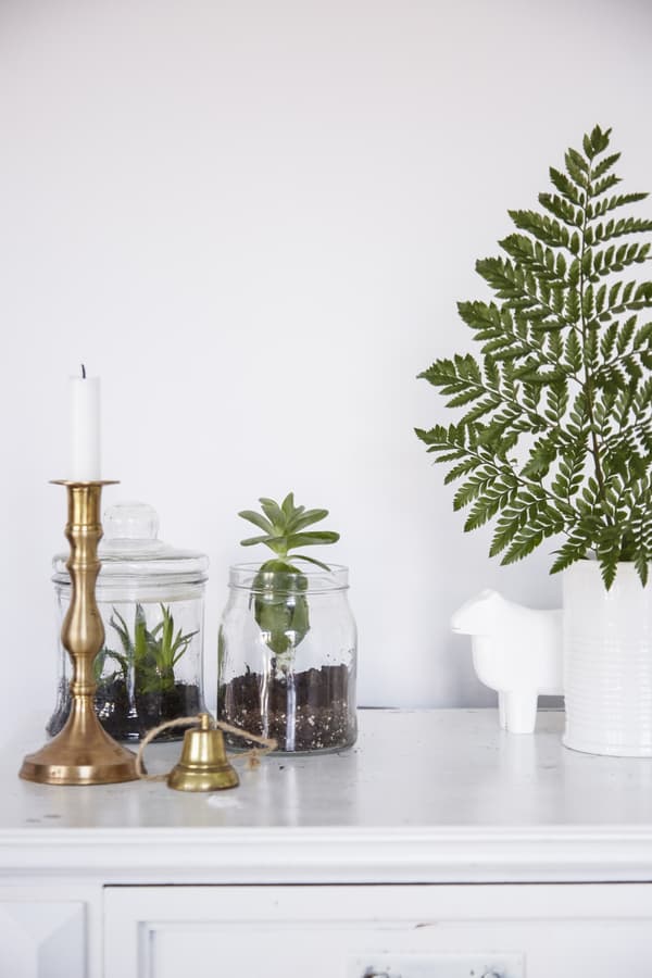 Take cuttings to grow new plants.