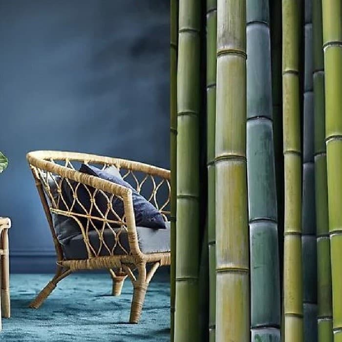 Tall green bamboo stalks beside a woven bamboo chair.