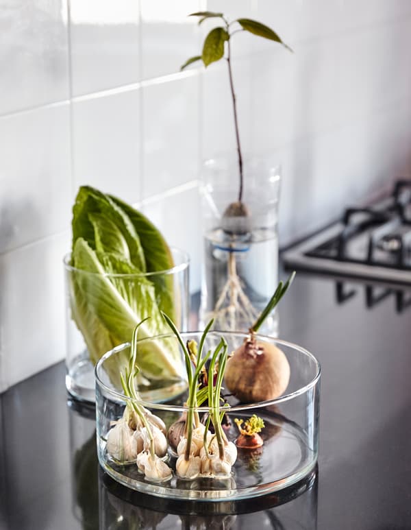 Teste d'aglio e cipolle germogliate in un cilindro in vetro, lattuga appassita in un vaso con dell'acqua e un germoglio nato da un seme di avocado in un contenitore in plastica - IKEA Sostenibilità IKEA           <b>3. Non si butta via niente.</b> Se l'aglio germoglia, poco male: i germogli tritati sono perfetti per dare sapore alle ricette più diverse. Un po' d'acqua sulle radici, invece, aiuta frutta e verdura che stanno avvizzendo a riprendersi. Se sono ormai troppo mature, si possono utilizzare per dar vita a nuove piantine, come nel caso di questo seme di avocado.