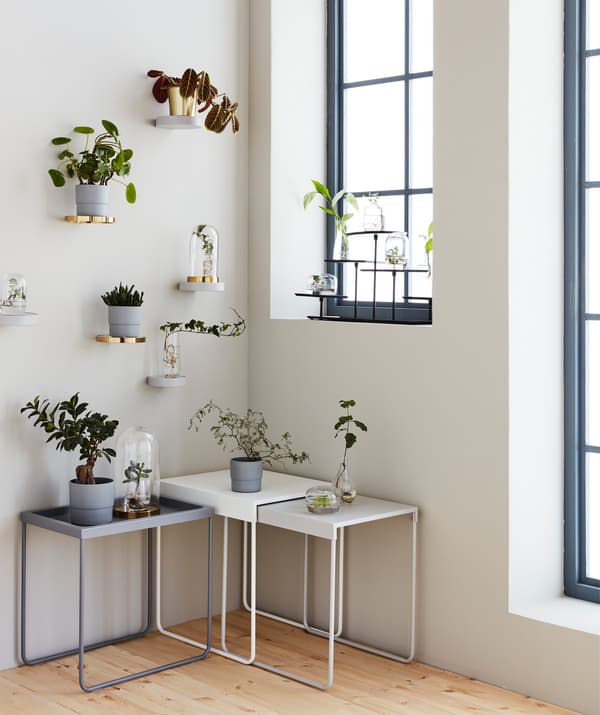 The corner of a room, with small tables and wall shelves displaying a collection of plants, cuttings and glass domes.