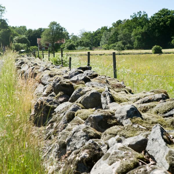 The sun shining on a long low, lichen-covered stone wall that runs through a field in the Swedish province of Småland.