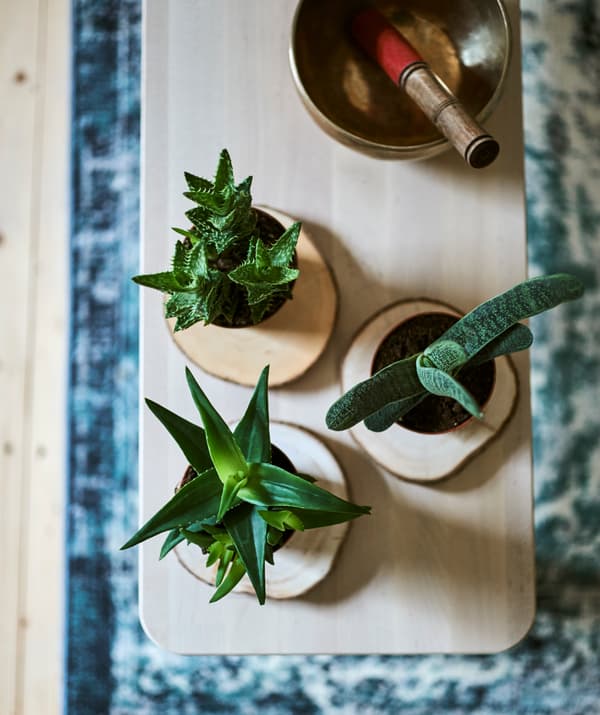 Three small potted succulent plants on timber coasters next to a brass singing bowl on a wood bench on a blue Oriental rug.