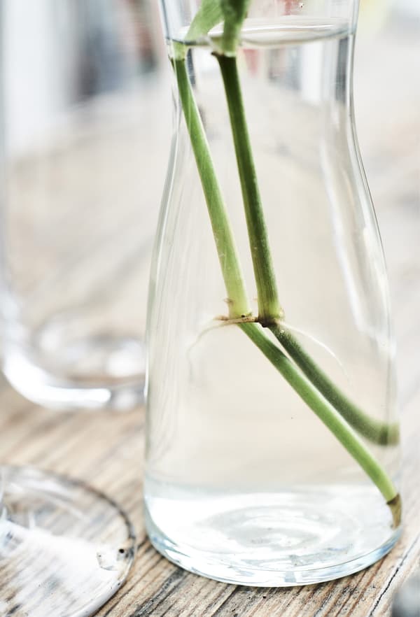 Triebe an einem Ableger in einem Wasserglas
