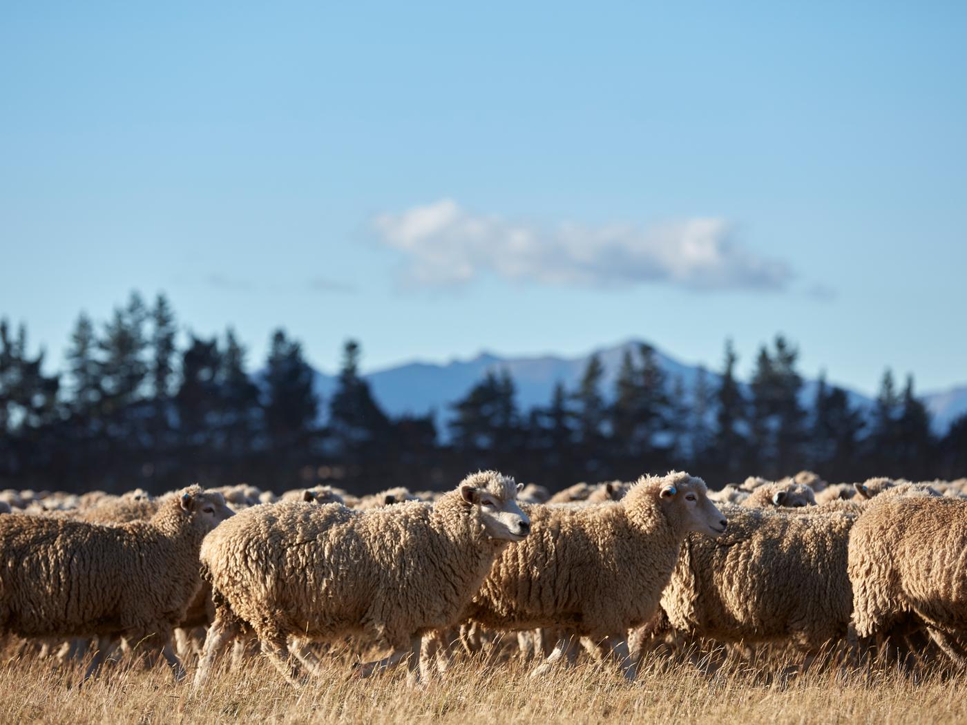 Troupeau de moutons non tondus au champ par une journée ensoleillée, sur fond d’arbres, de montagnes et de nuages.