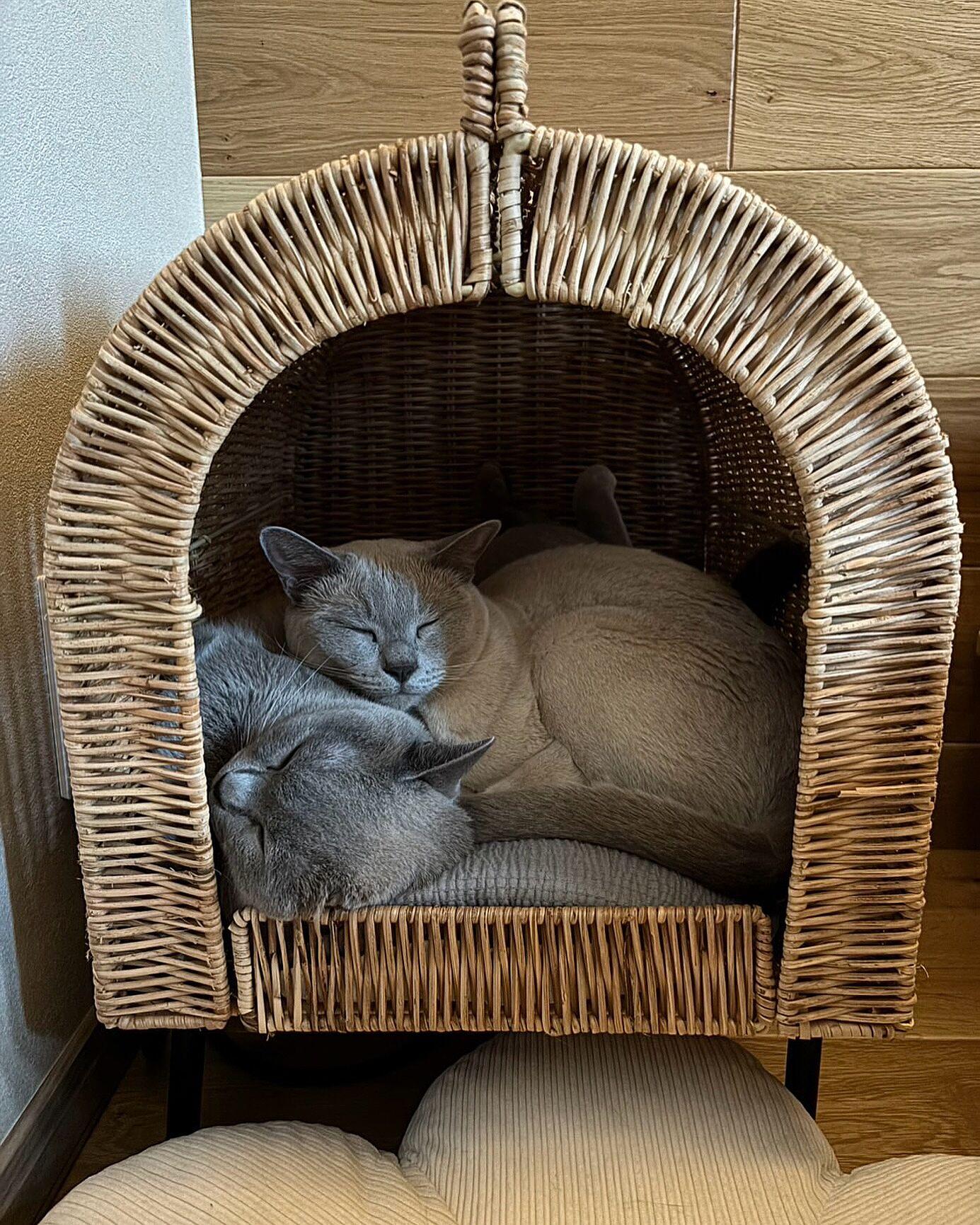 Två katter ligger tätt tillsammans och vilar i en kupolformad korgsäng av flätat material.