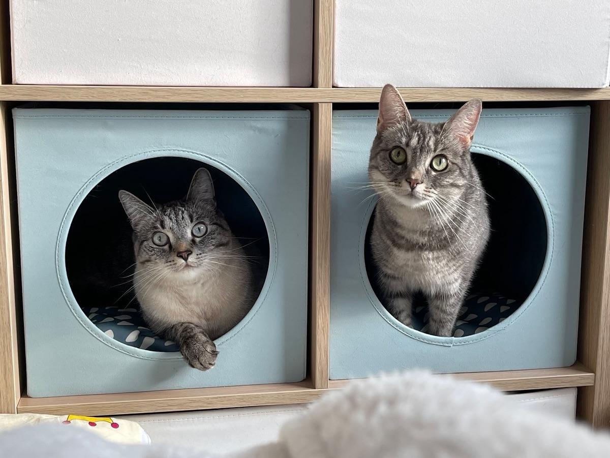 Två katter sitter i varsin blå förvaringskub med runda öppningar i en trähylla.