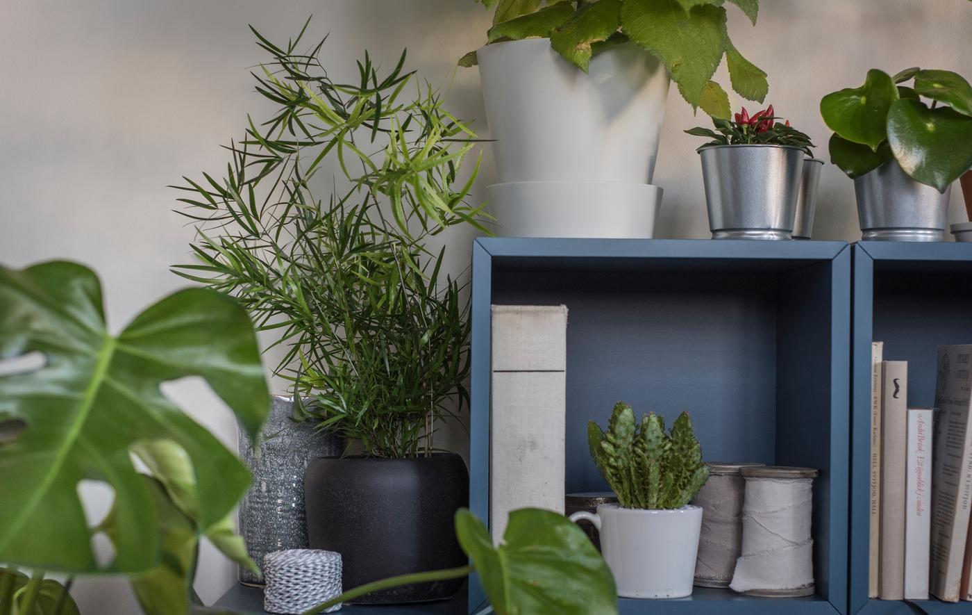 Two blue cabinets stacked on a living room floor hold books and plants inside, and are surrounded by plants outside.