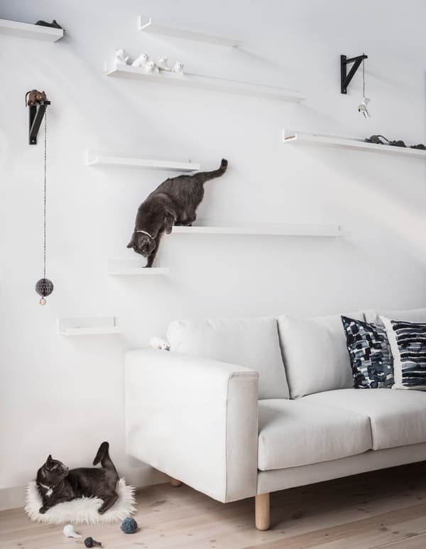 Two cats play on DIY cat shelves made from IKEA MOSSLANDA picture ledges mounted at different heights above a sofa.
