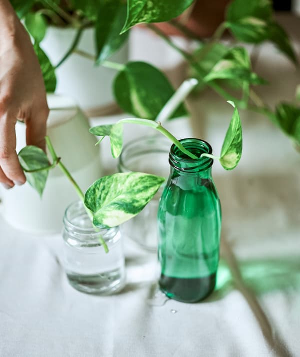Two Epipremnum plant cuttings set in water in clear and green glass jars, next to the mother plant and a watering can.