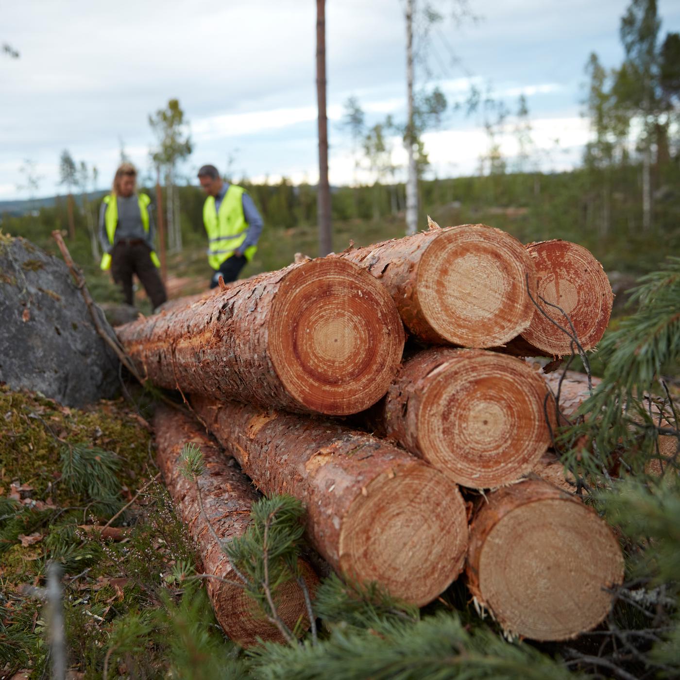 Two forestry workers inspect a pile of eight logs that have recently been felled and stripped of their branches.