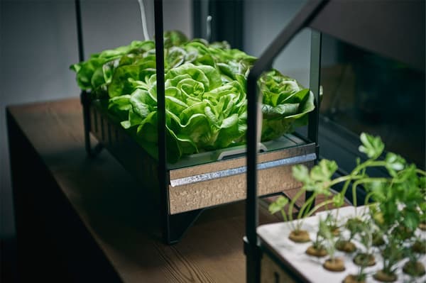 Two IKEA KRYDDA/VÄXER hydroponics indoor gardening kits containing rows of lush green herbs and lettuce.