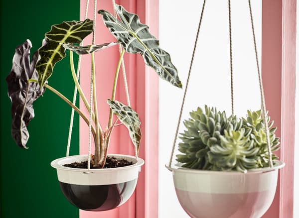 Two indoor potted plants growing in hanging planters.