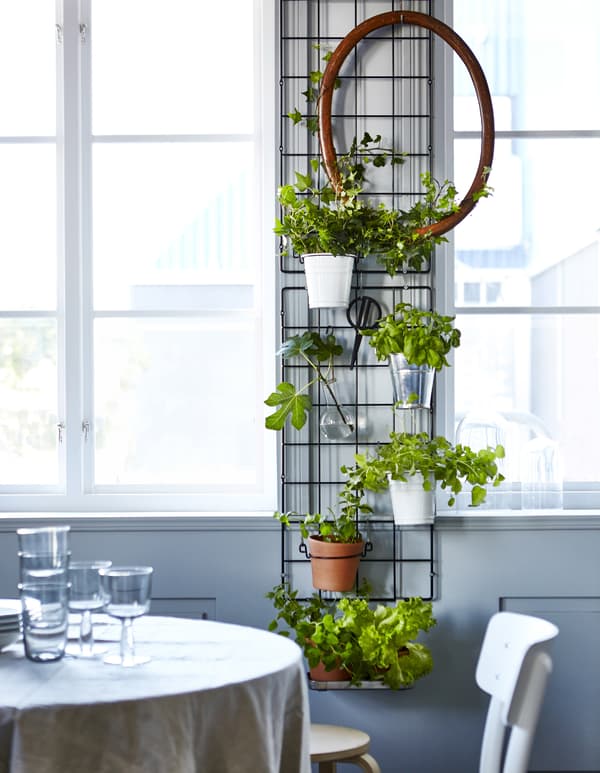 Two wire trellises are mounted between two windows and hold pottend plants and herbs, an oval frame and a pair of garden scissors.Two wire trellises are mounted between two windows and hold pottend plants and herbs, an oval frame and a pair of garden scissors.