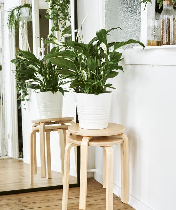Two wooden stools stacked together topped with a large pot plant next to a mirror.