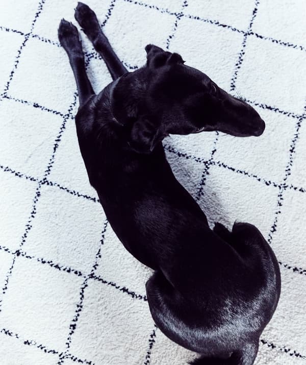 Un chien couché sur un tapis monochrome aux motifs de losange.