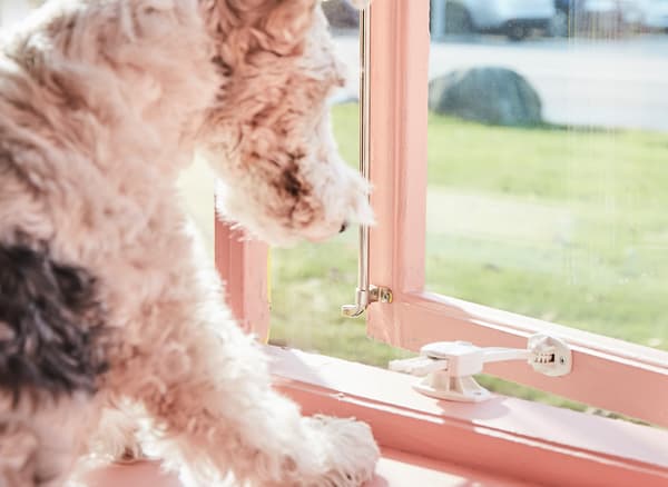 Un chien essaie d’ouvrir une fenêtre bloquée par un dispositif de sécurité.