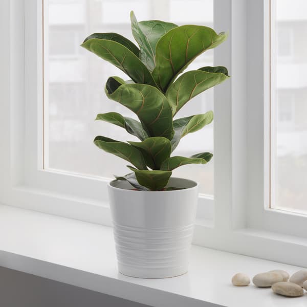 Un figuier lyre dans un pot blanc qui repose sur un appui de fenêtre.