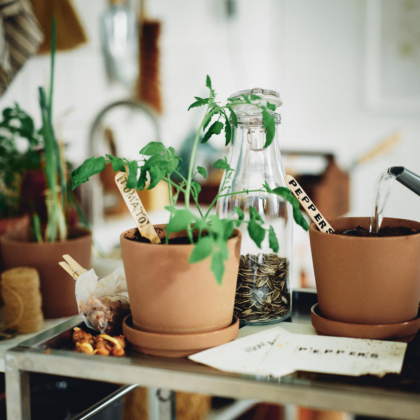Un flacon de graines et deux pots KLARBÄR bruns pour intérieur/extérieur avec coupelles. Dans l’un des pots pousse un plant de tomate.