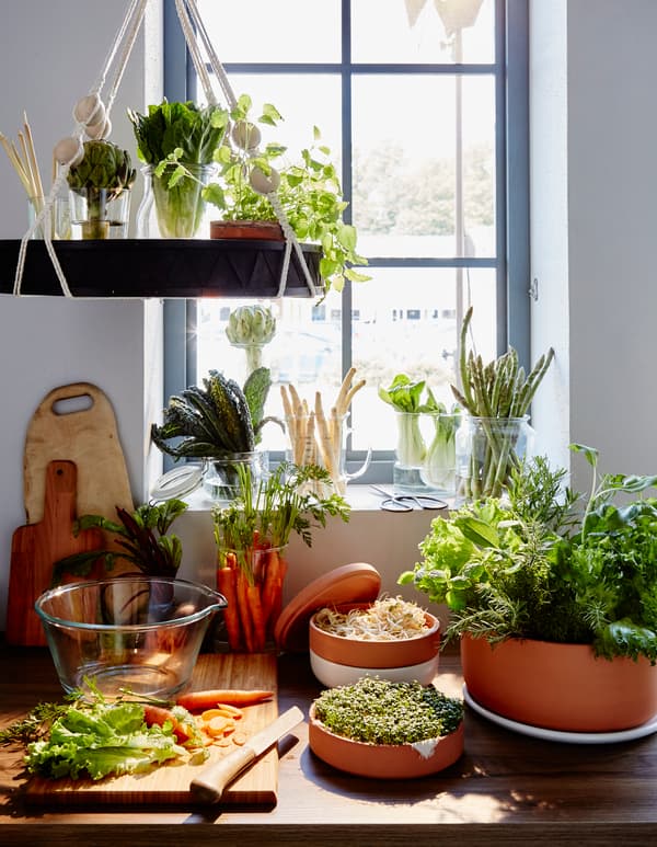 Un grand nombre de légumes et d'herbes rangés dans des vases et des bocaux, sur un rebord de fenêtre, avec en avant-plan, des carottes sur une planche à découper.